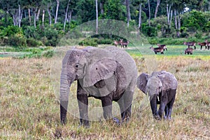 Elephant walking in the Masai Mara National Park in Keny