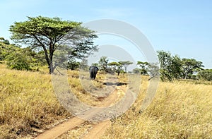 Elephant walking