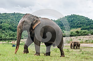 Elephant