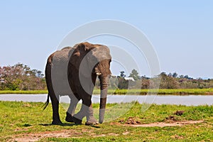 Elephant walking near water
