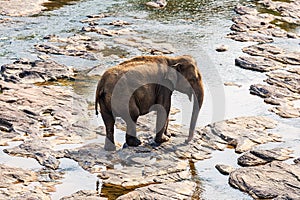 Elephant is walking. Pinnawala Sri Lanka
