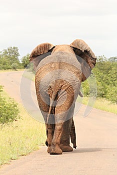 Elephant walking in the road