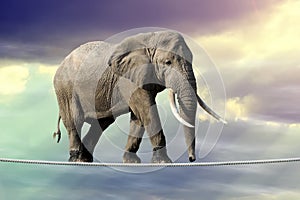 Elephant walking on a rope