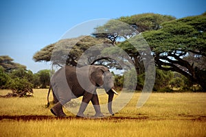 Elephant walking through the savannah