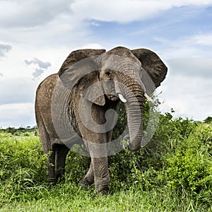 Elephant walking, Serengeti