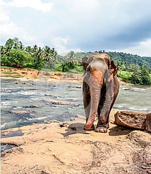 Elephant walking by the side of a river