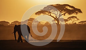 Elephant walking in the Sunset at Amboslli National Park Kenya, Africa