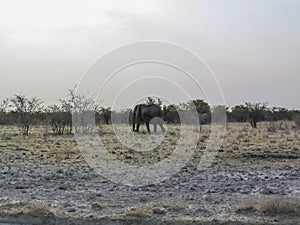 Elephant walking throug grass land, Etosha National Park, Namibia