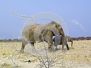 Elephant walking throug grass land, Etosha National Park, Namibia