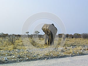 Elephant walking throug grass land, Etosha National Park, Namibia