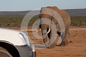 Elephant walking toward tourist vehicle