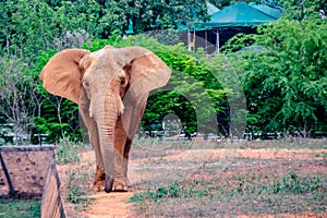 Elephant walking towards me on a beautiful verdant background photo