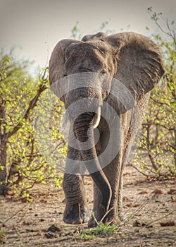 Elephant walking towards you in Kruger