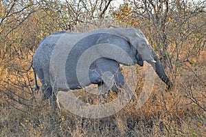 Elephant Walking Tree Trees Savannah
