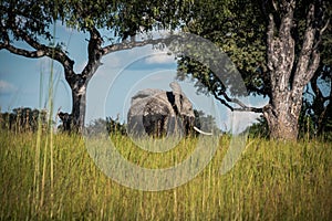 Elephant walking from the water