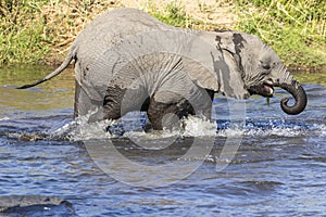 Elephant walking in the water in the river
