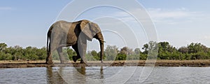 Elephant walks along the banks of a waterhole in Botswana, Africa