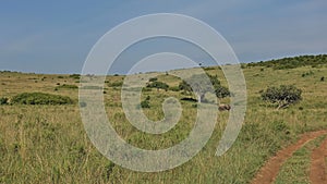 An elephant walks along the lush green grass.