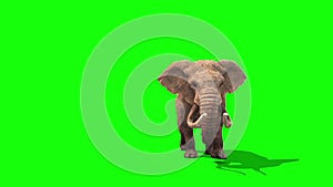 Elephant Walks Front Green Screen