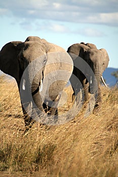 Elephant walks through the grass