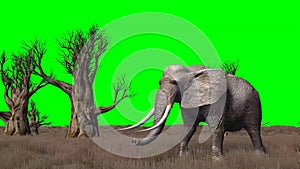 Elephant walks through the savanna - green screen