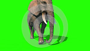 Elephant Walks Short Tusks Front Green Screen 3D Rendering Animation 4K