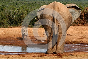 Elephant and Warthog at Watering hole