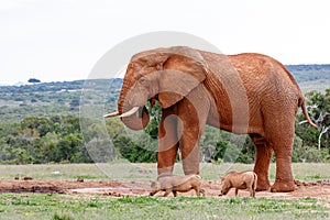 Elephant and warthogs drinking water