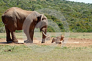 Elephant and warthogs drinking water