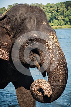 Elephant washing in the river