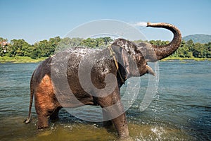 Elephant washing in the river