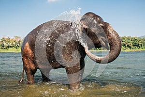 Elephant washing in the river