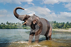 Elephant washing and splashing water through the trunk in the river