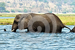 Elephant in water