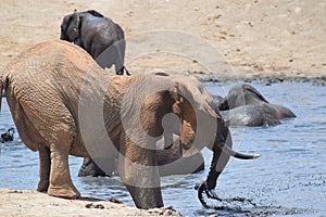 Elephant water hole