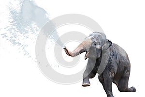 Elephant Water Spray in White Background