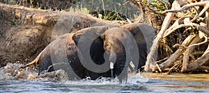 The elephant is in the water. Zambia. Lower Zambezi National Park. Zambezi River.