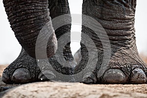 Elephant at waterhole