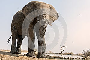 Elephant at waterhole