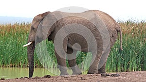 Elephant at Waterhole