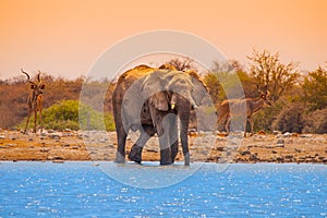 Elephant at waterhole