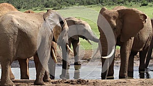 Elephant at the Waterhole