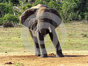 Elephant at waterhole in the Addo Elephant Park, South Africa.