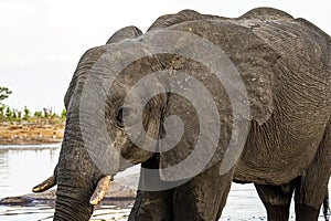 Elephant at a waterhole in Botswana, Africa