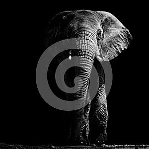 Elephant at waterhole