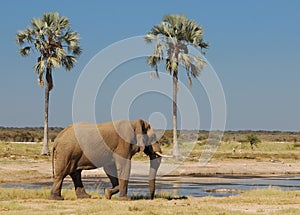 Elephant at Waterhole between Palm Trees