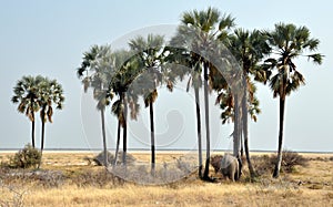 Elephant at Waterhole between Palm Trees