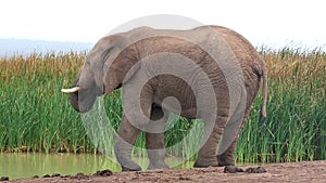 Elephant at Waterhole - Slow Motion