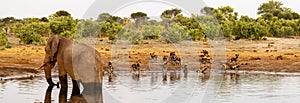 Elephant at a waterhole with wild dogs in the background in Botswana, Africa