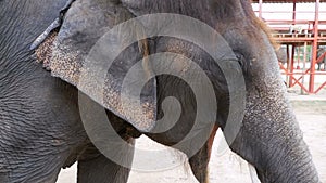 Elephant waving his ears and trunk moves. Slow Motion. Thailand, Pattaya